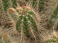 Echinocereus delaetii